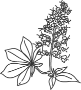 flor de Castaño